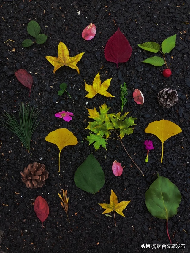 【乐游烟台】低头捡个秋！我收藏了整个烟台的秋天