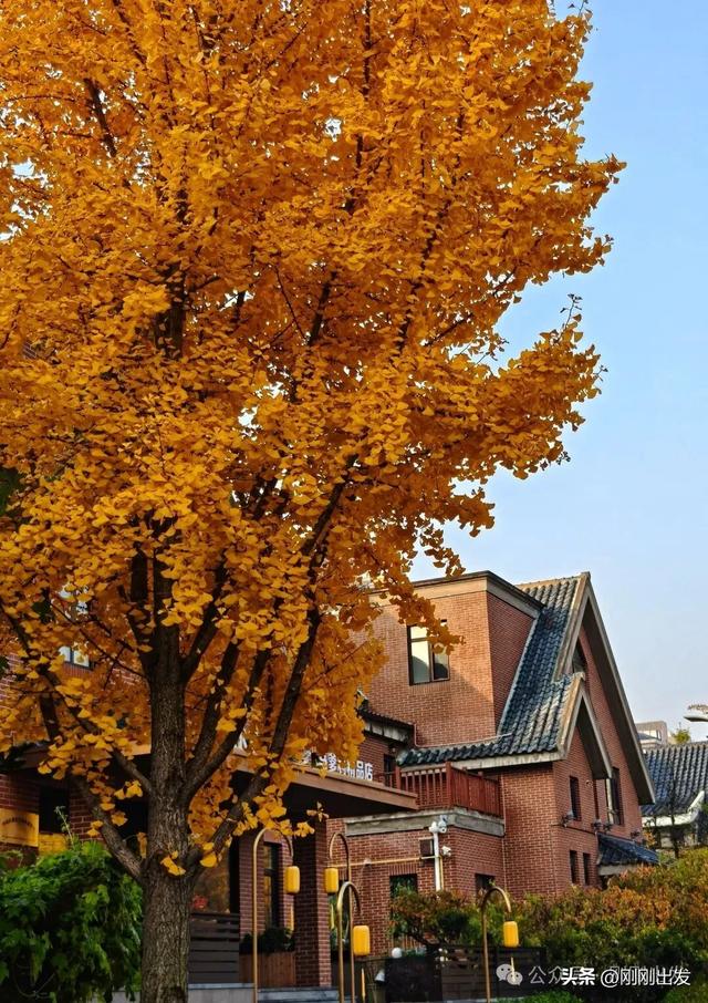 大连市内最火银杏大道正当时，满地金黄，快来打卡吧