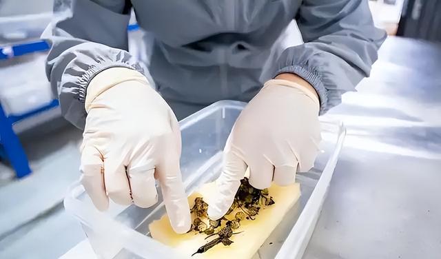 野外仅存600多只！浙江4人徒手抓26只，价值10多万