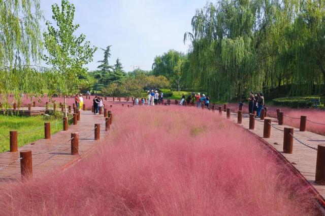 “枫”景正好！开封最美秋色已上线！