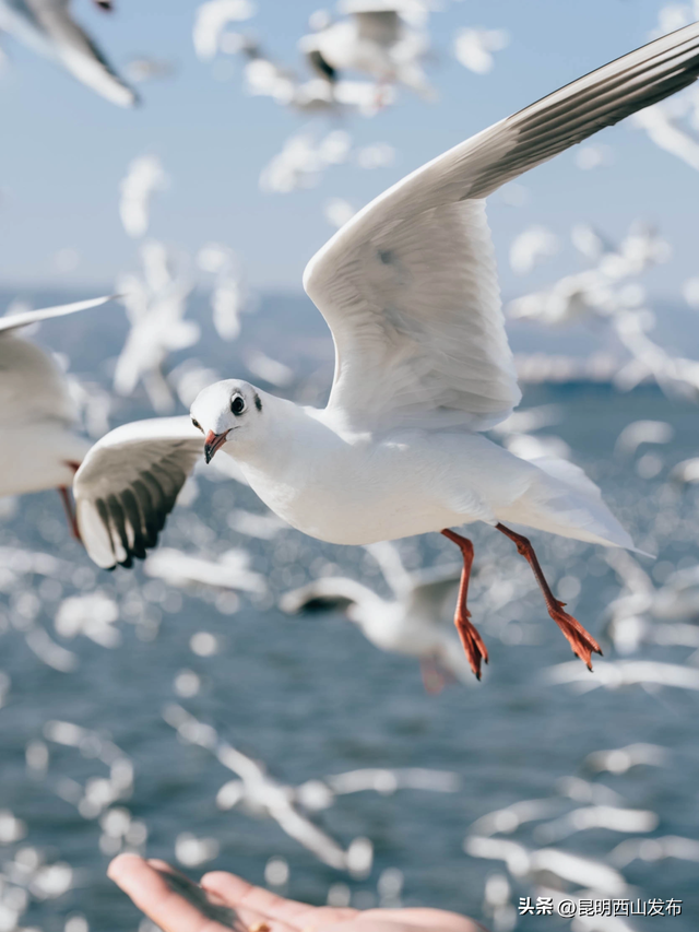 鸥了鸥了，红嘴鸥大部队即将抵达！这些小众“鸥”遇点千万别错过