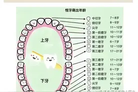人的一生牙齿的变化！图片