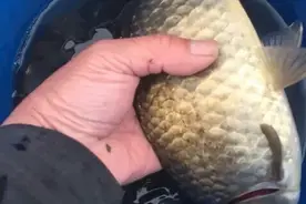 明天就立秋了，立秋后大板鲫怎么钓，偷偷告诉你，让你拉到手抽筋图片