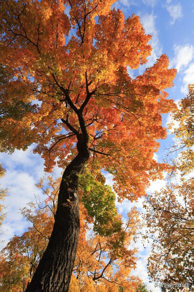 立冬已至，潍坊的秋意仍浓，这里的风景绝美