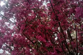 杏花村的媳妇们（8）一一村长的老相好与春杏的妇女主任职位之争图片