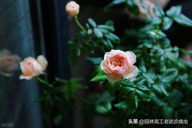 月季度夏秘籍：自制辣椒水杀虫，遮阴防假死