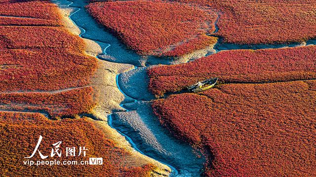山东青岛：红海滩绚丽多彩