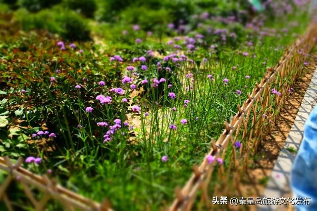 统统免费！秦皇岛家门口的这些好去处，千万别错过！