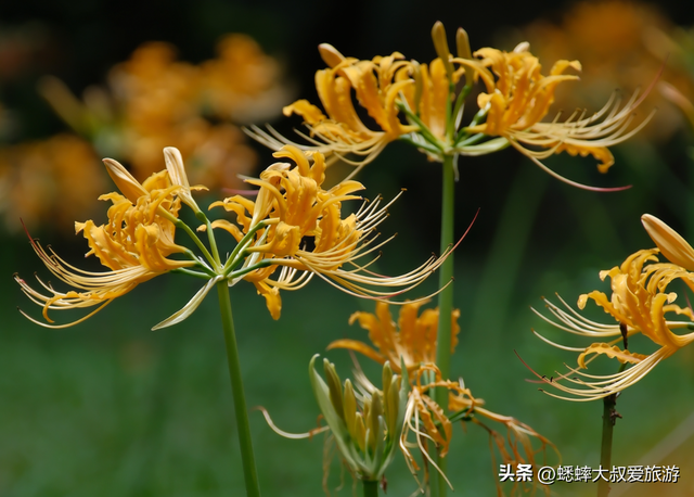 杭州顶流石蒜花正式开赏，六大区域一展览，可满足秋日梦幻之行！