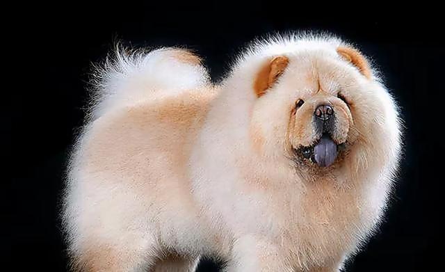 国产的犬种：最“名贵”的六种狗，你有养过吗？