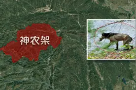 神农架藏着什么神秘物种？白化生物、泰坦巨蟒，都是未解之谜图片