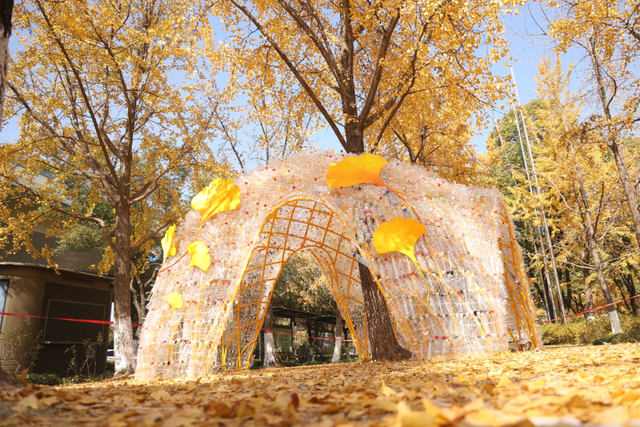 没扫的落叶，都去哪儿了？拱墅这片银杏林靠它火了