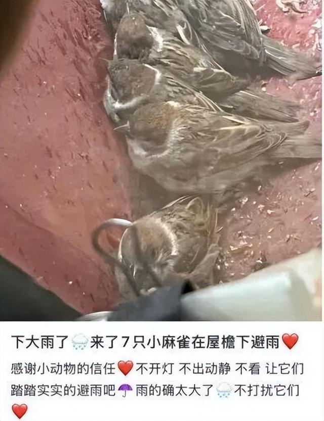 真的想问：下雨天的时候	，鸟都在干什么呢？