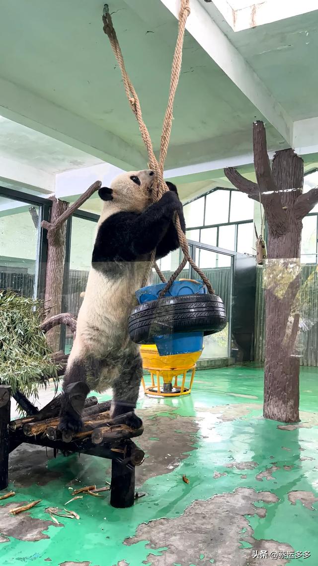 上海动物园的高颜值图鉴