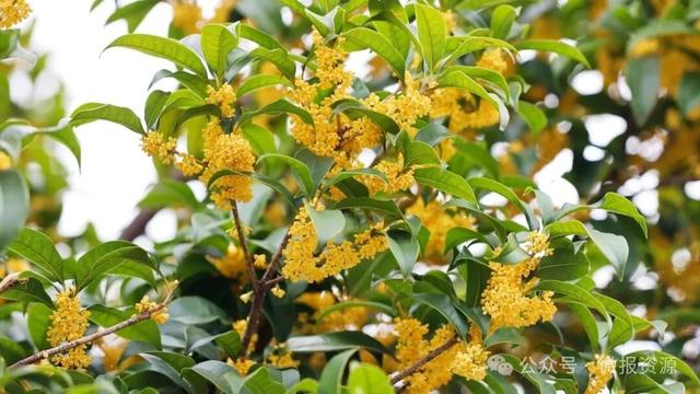 国庆假期桂北这个县的桂花树应时盛放 金粟满枝香溢全城