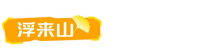 山东：时至初冬，银杏正当时