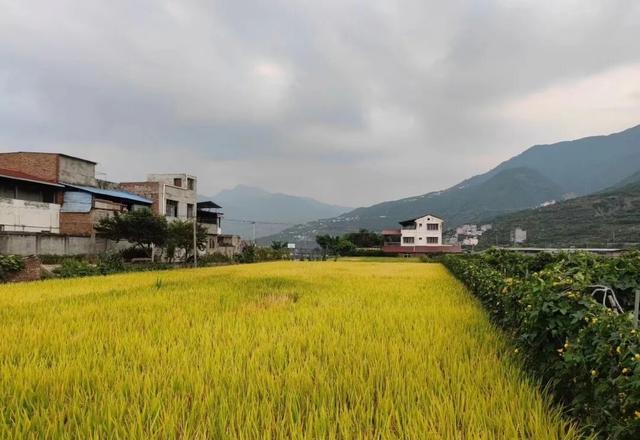 观秋景(平水韵)