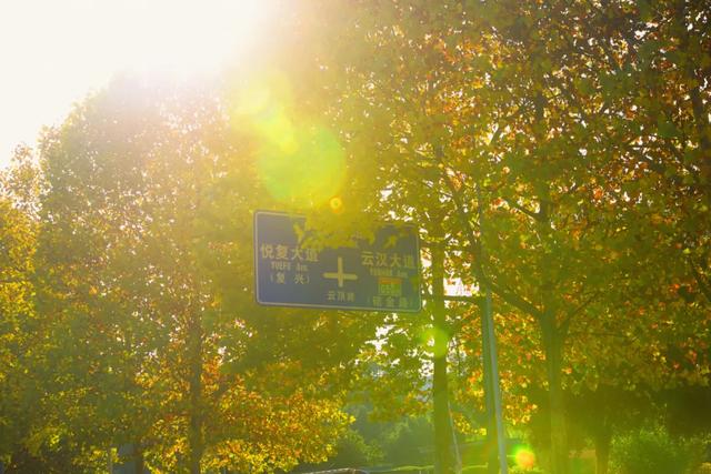 避开人群！两江新区这条梧桐大道，独享初冬金色浪漫