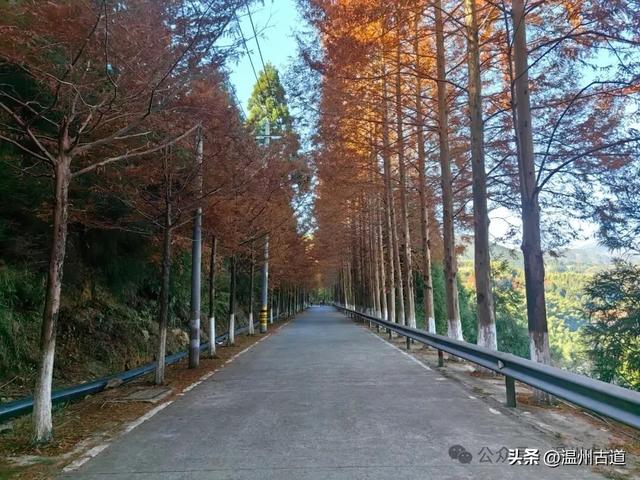 邂逅初冬醉美泽雅风情!藏于乡野的冬日艳遇,每个转角都有惊喜!