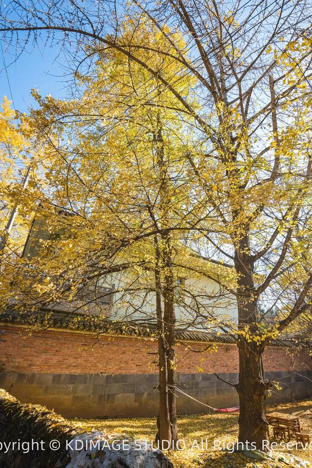 我愿称腾冲为秋季的天花板!银杏、温泉、古镇,来过的人都不想走