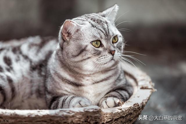 猫咪可能正在默默忍受剧痛，多数铲屎官都忽略了，猫咪疼痛的表现