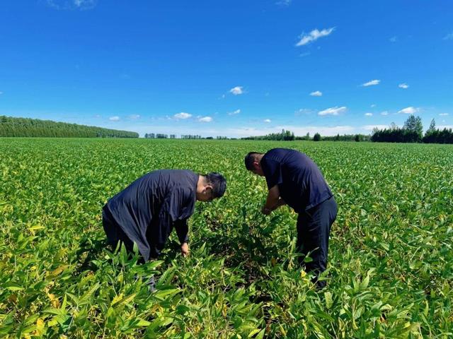 巴西大豆价格暴涨79.9%,中国买家按下暂停键,明年这笔钱还花这吗?
