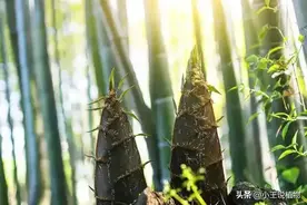 竹笋这样处理，鲜嫩不苦放一年！3步去涩2招保鲜，三高人群必学图片