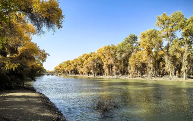 全世界70%的胡杨在这里！