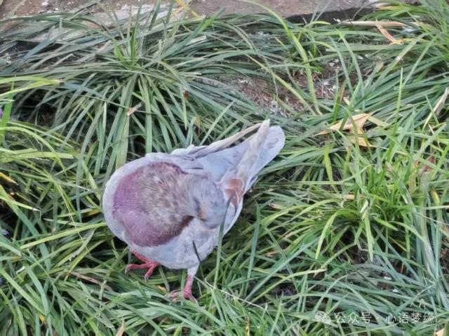 白马寺的鸽子,呈现世间生灵最好的模样