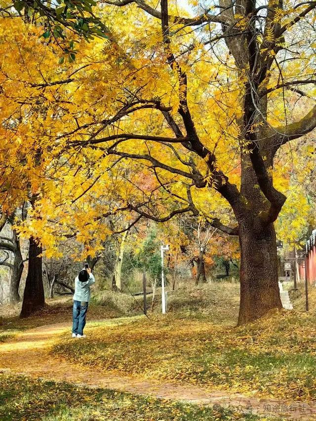 一年中最后一场华丽的秋色，鹤庆泸沽湖休闲5天游！11月底出发