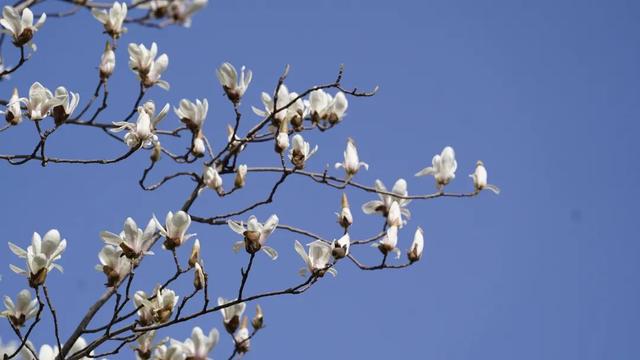 绝美！又是一年玉兰开