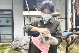 平均每年繁殖5只以上！南宁动物园长臂猿种群稳步增长图片