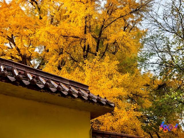 顶流“约会”，主角2500岁 ！潍坊安丘城顶山！