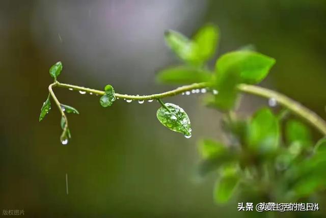 今日“处暑”，老人说最怕“处暑一日雨”，处暑下雨啥预兆？