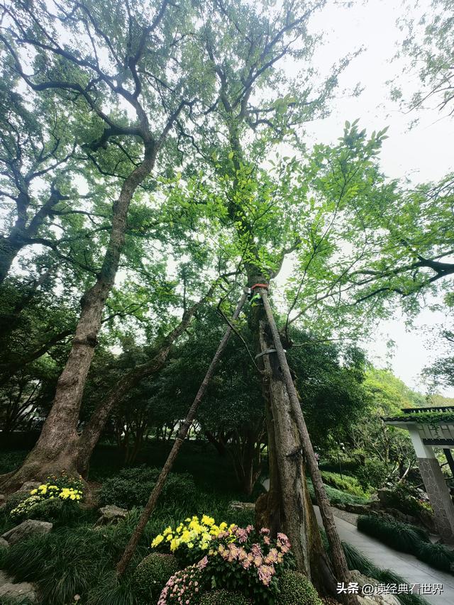 杭州植物园的菊花展——一场关于菊花的饕餮盛宴（一）