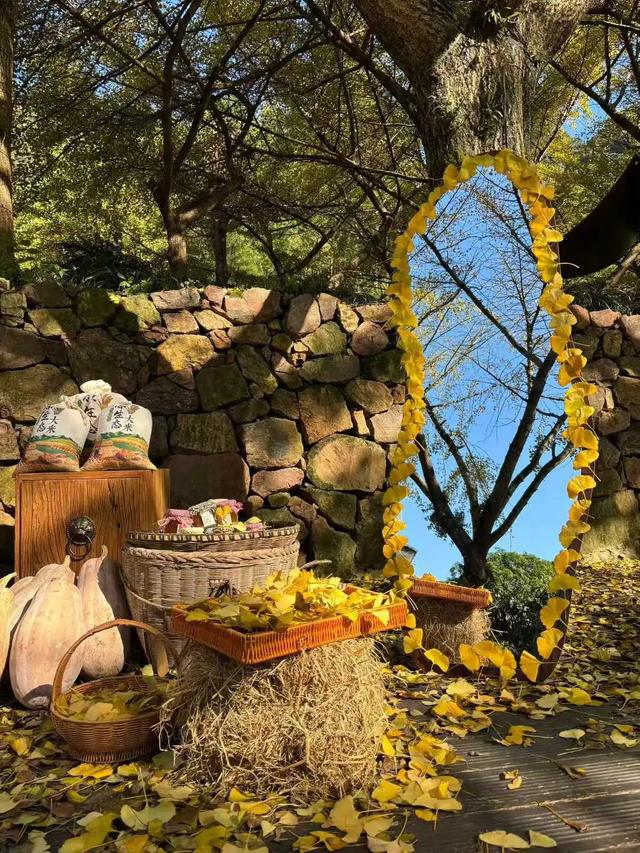 邵阳人藏不住的秋冬快乐!这些“金色浪漫”,@所有人来约!