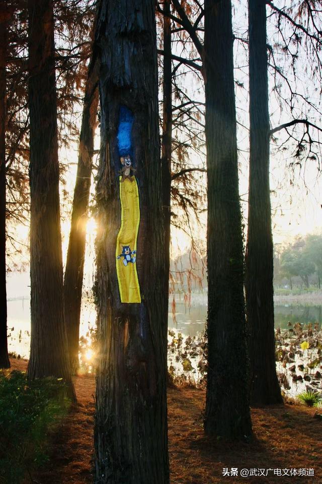 再启新章 武汉东湖梅园将于2026年1月1日开园