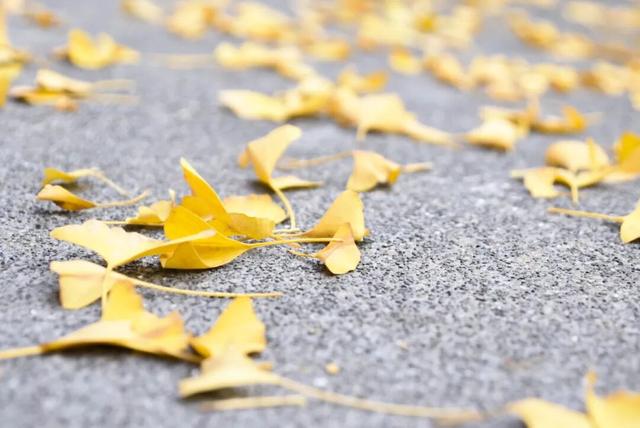 “顶流”来啦！“杏”福浓度超标→