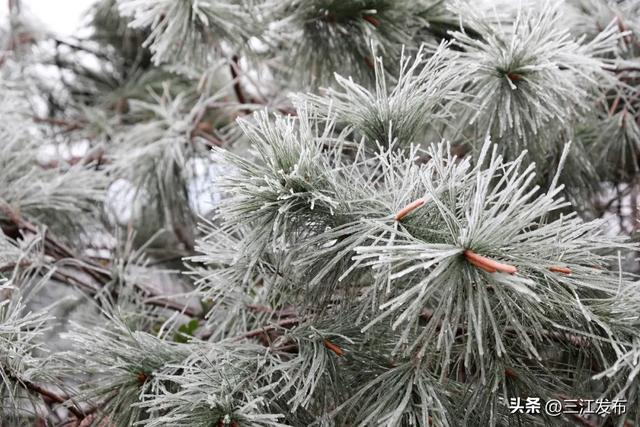 绝美!三江大塘坳惊现“琉璃仙境”!