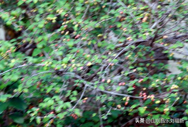 卡纳圣菲的“城墙”·及其它