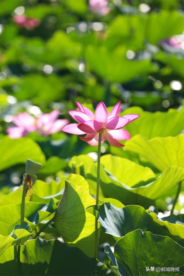 甘南县兴十四村第三届荷花节盛大开幕