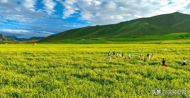 张掖民乐：祁连山下万亩油菜花开引客来