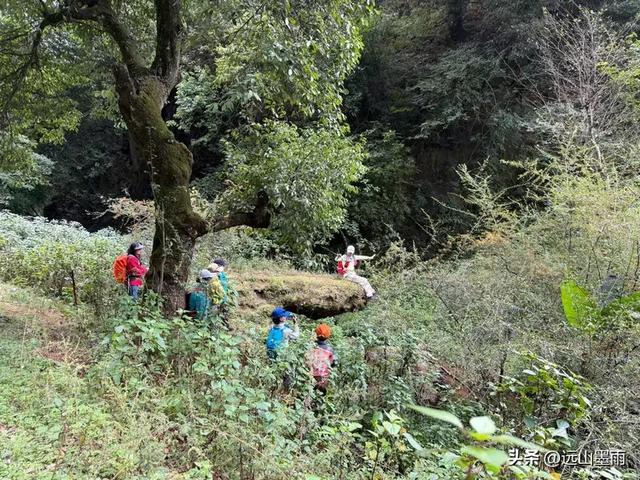 徒步武定香水箐，赏野草香飘、听溪流淙淙，徜徉绿水青山中，惬意