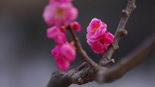 沙坪坝歌乐山红梅怒放，英雄魂畔芬芳四溢！