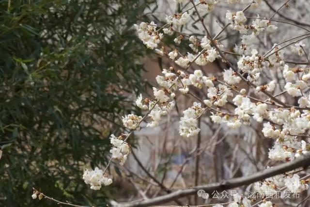 大桥镇：樱花烂漫绽枝头 春日美景引客来