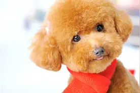 排名前10的小型犬，你偏爱哪一只？图片