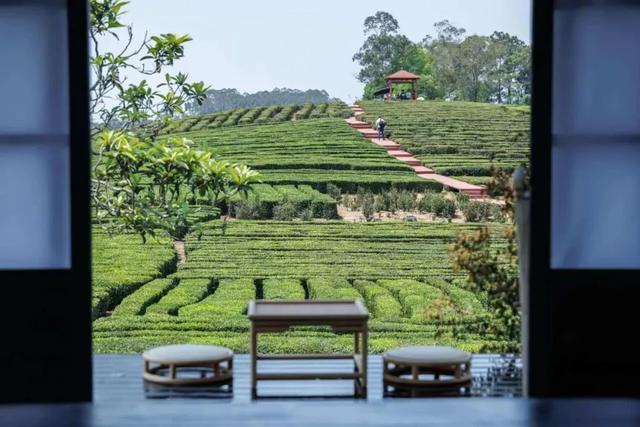 惠聚美好丨一片叶子，带火了博罗这个镇