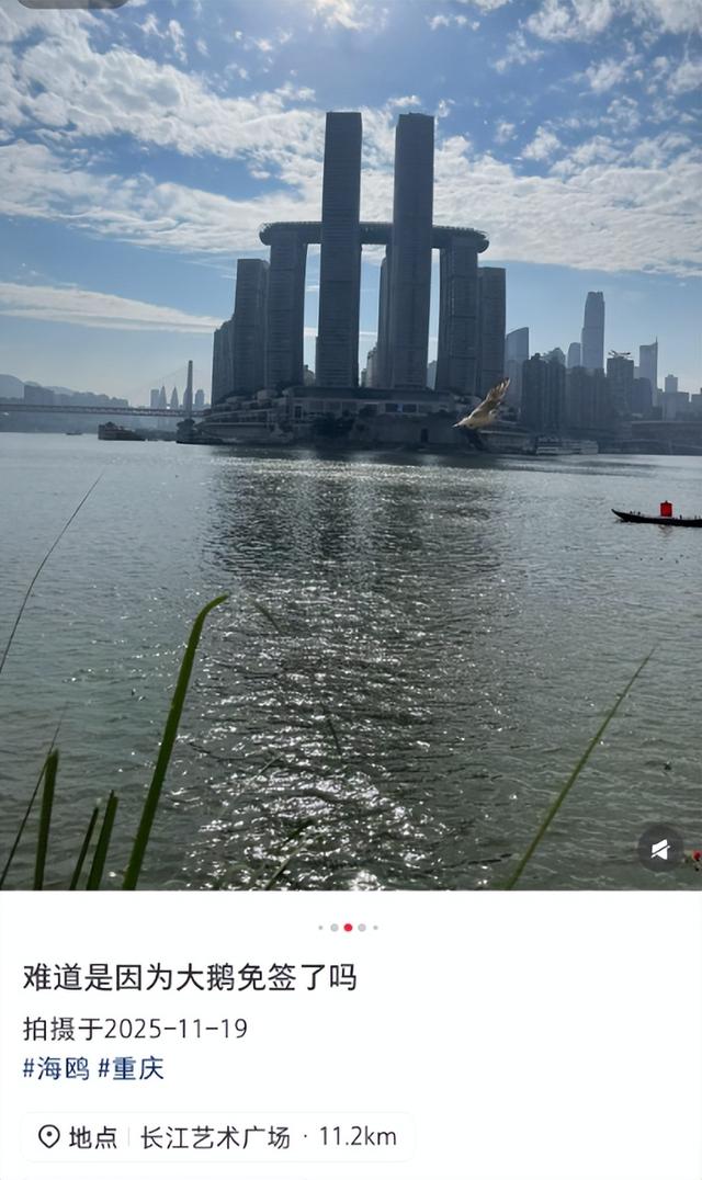 不用去云南了！在重庆就能“鸥”遇🤩