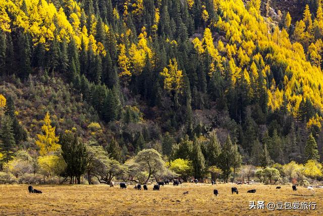 西藏林芝深度游：邂逅雪山桃花与森林的浪漫