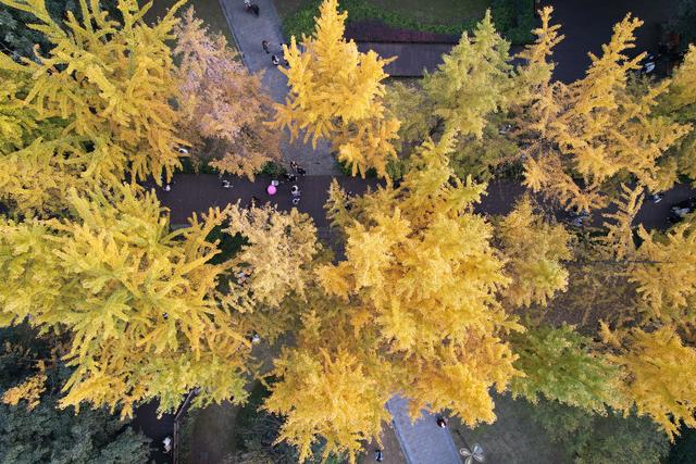 四川内江：银杏披“金”引客来